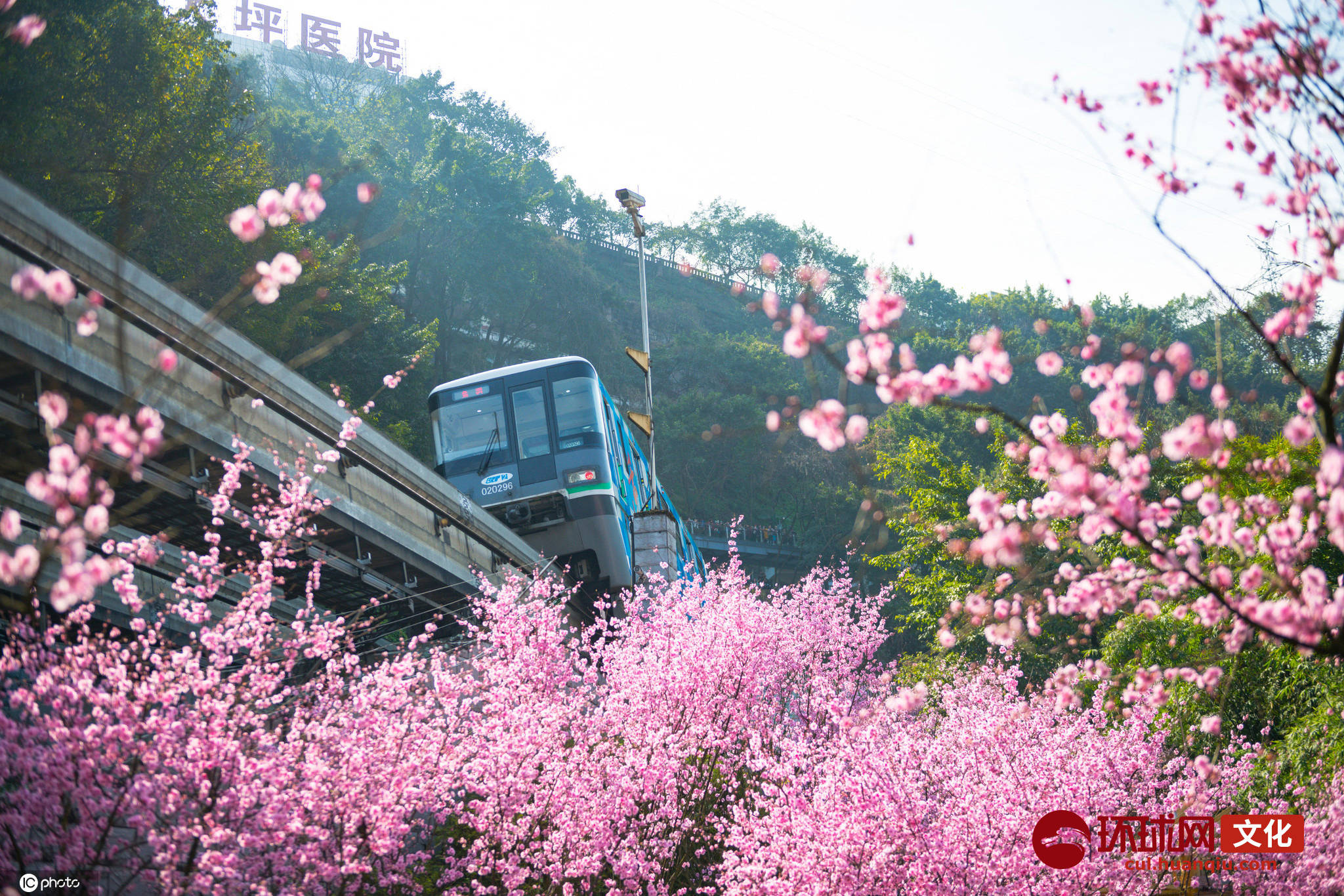 重庆赏梅胜地:重庆轨道交通2号线佛图关段,照母山森林公园