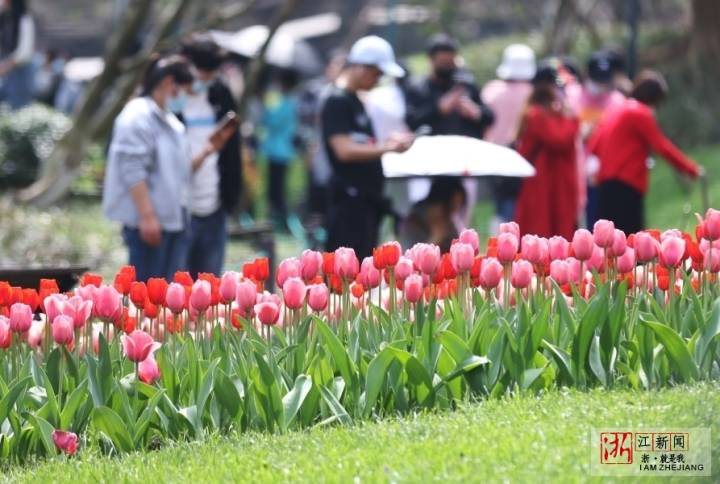 3月13日,杭州太子湾公园郁金香绚丽绽放,进入最佳观赏期.