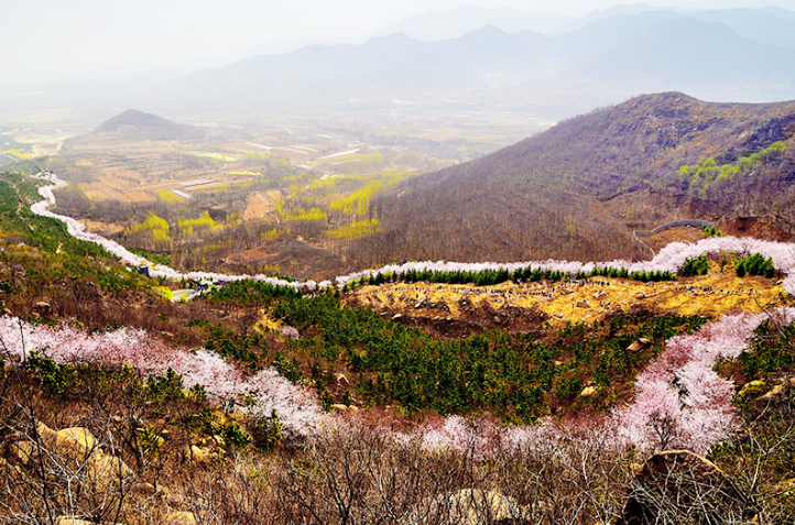 邹平樱花山赏樱归来不看樱