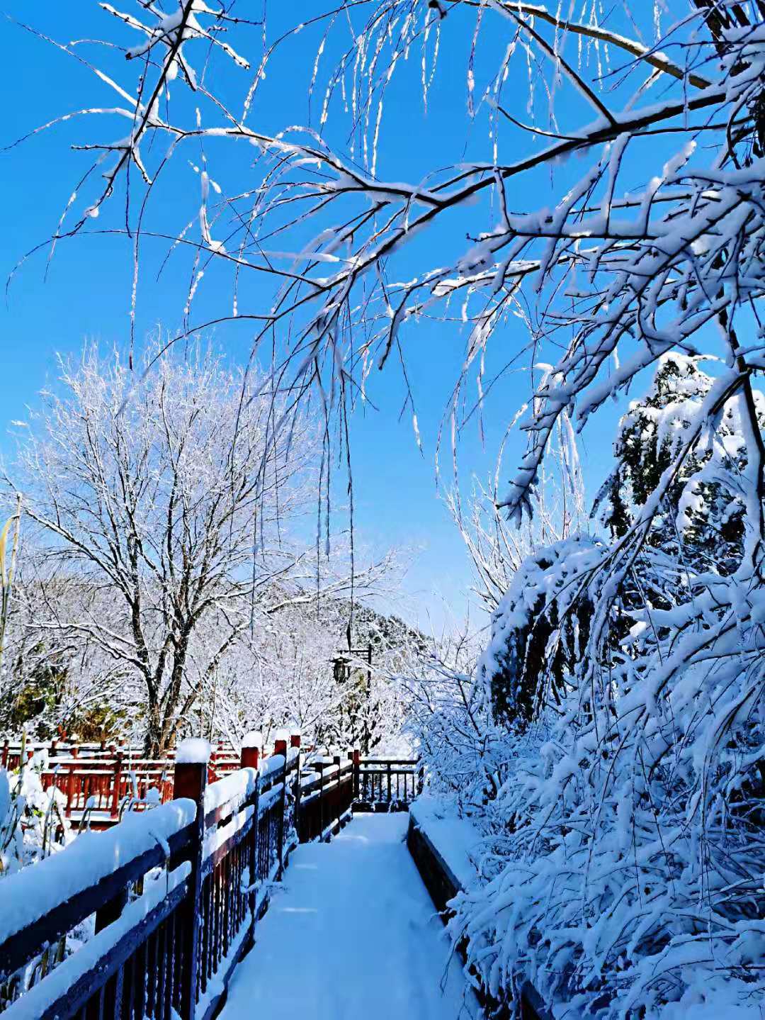 雪后千佛山一步一景