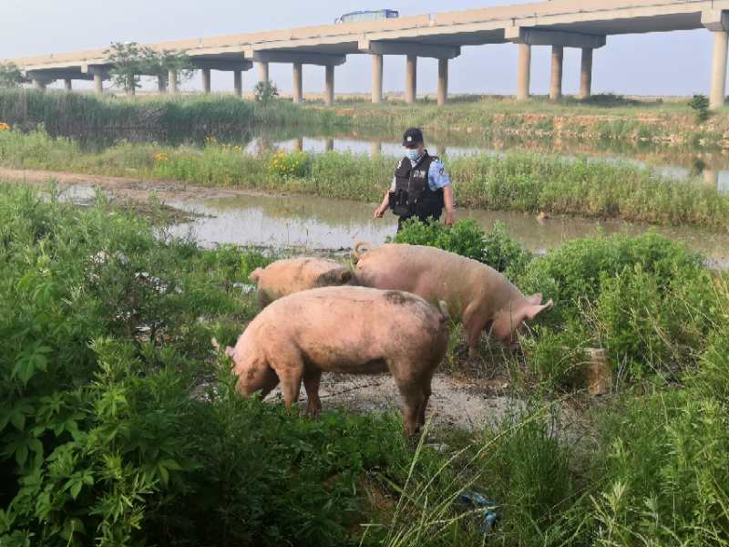 5头猪"越狱",烟台民警朋友圈发寻"猪"启事