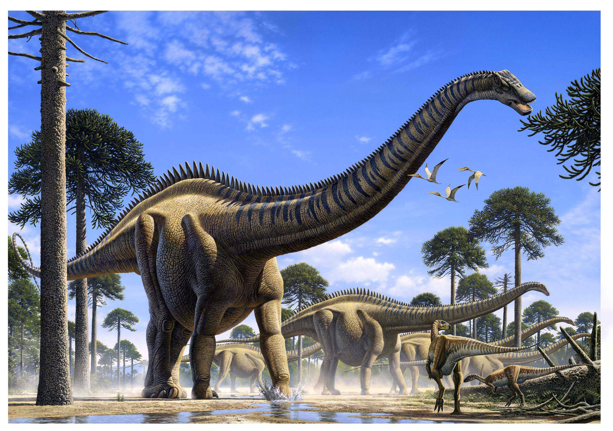 长脖子恐龙,其实整个梁龙超科中都鲜有的以发展颈部长度为重点的种类