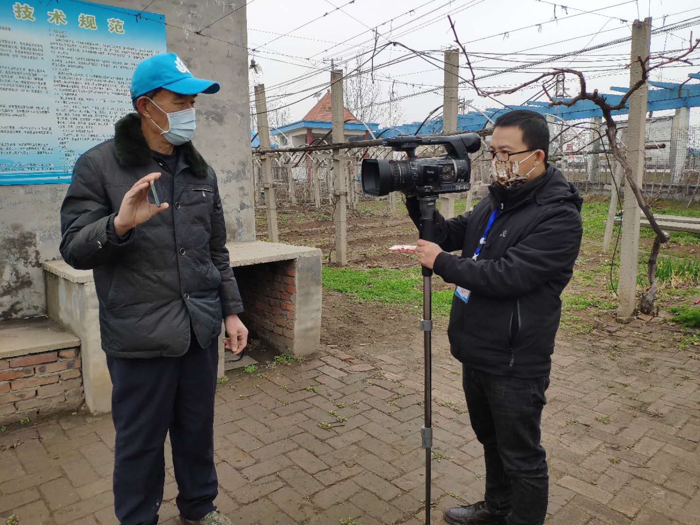 在长沟一葡萄园内,葡萄种植户许建正在葡萄园内整理葡萄枝,扒葡萄枝干