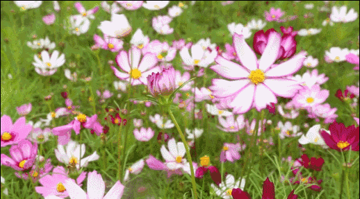 闯进那花花世界人们最期待的而编造的故事不过是鲜花为自己的美丽春天