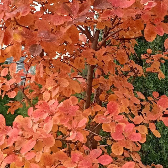 玫瑰花6297