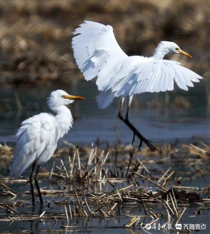 羰Ұط