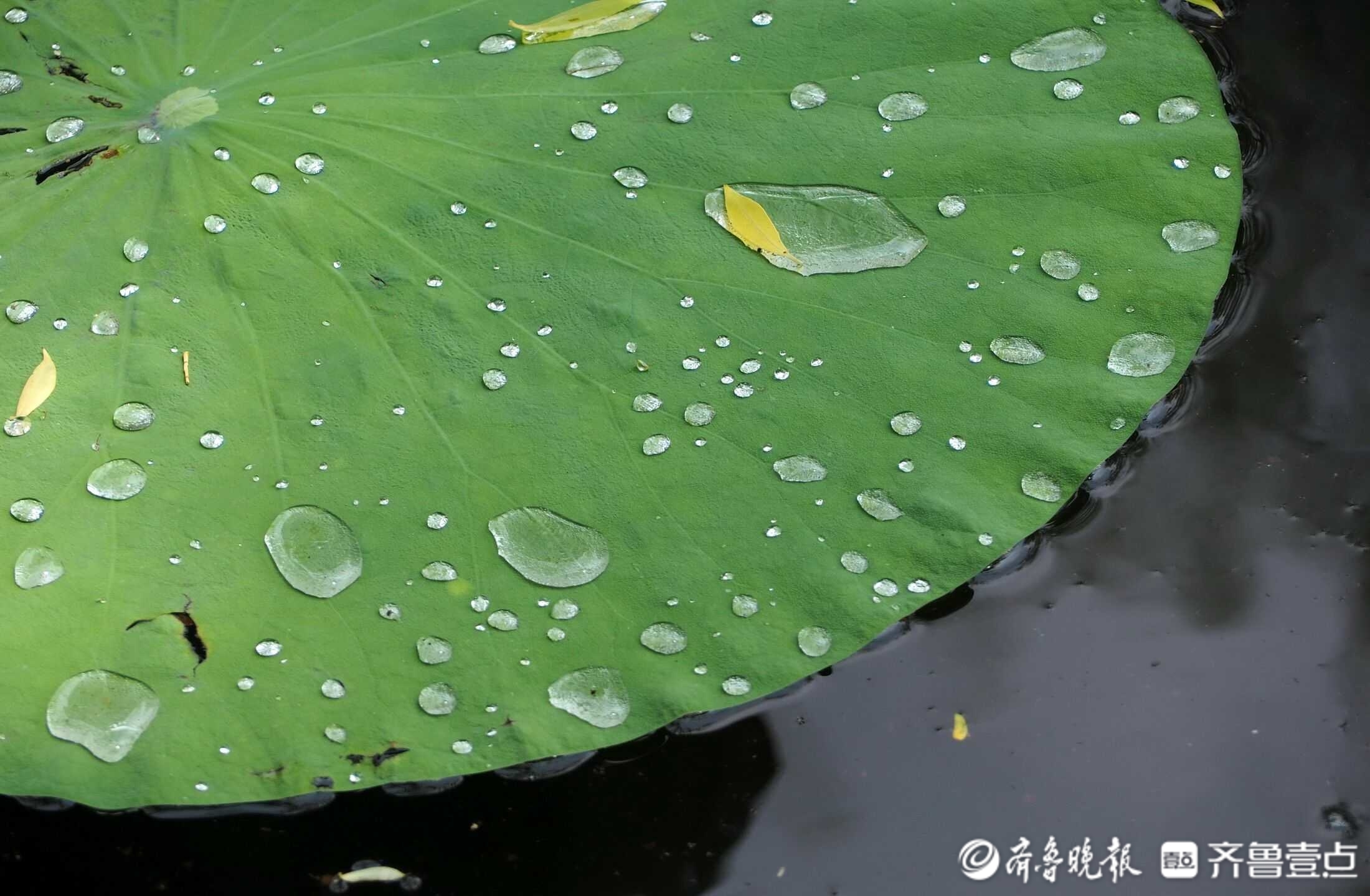 济南好雨降明湖荷花荷叶大珠小珠落玉盘