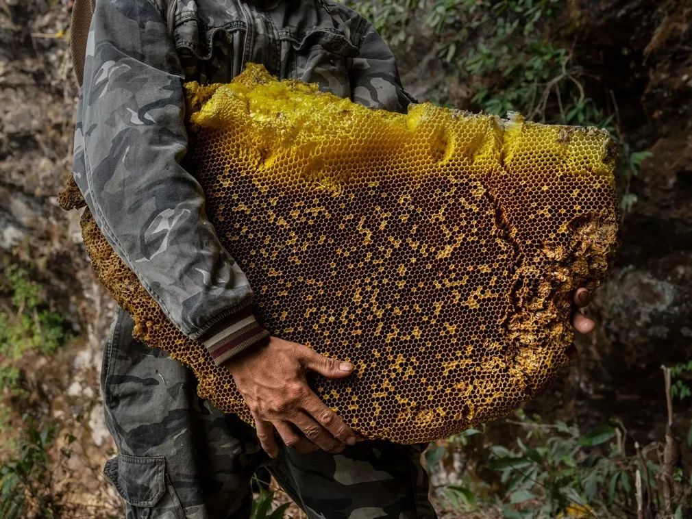 虽然国内发生的蜂蜜中毒事件众多,但对蜂蜜含有的毒素及来源研究并不