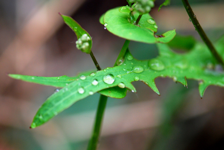 春雨,淅沥,淅沥 带着优美的旋律 轻轻,轻轻渗进泥土里 一阵阵春雨啊