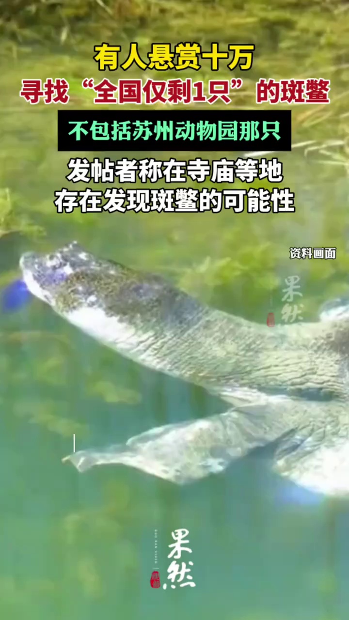 10万悬赏寻找最后的斑鳖（大风新闻）