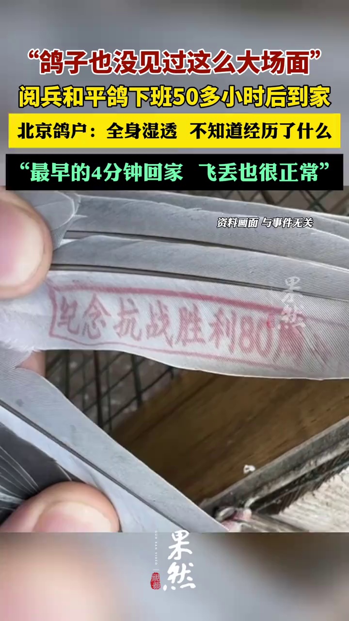 阅兵和平鸽下班50多小时后才到家。（长江云新闻 潮新闻）