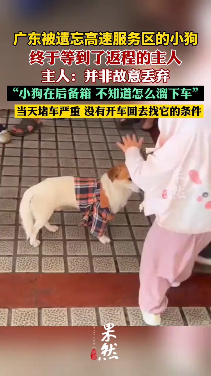 广东被遗忘高速服务区的小狗等到了返程的主人