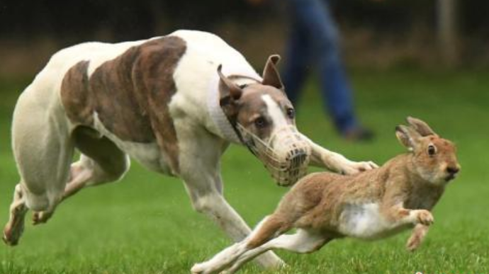 七人带五条猎犬上高速,只为抓野兔-视频中心-齐鲁晚报网