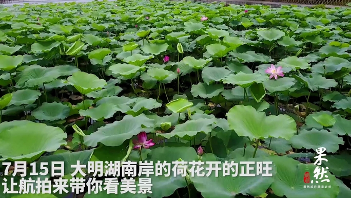 果然视频|大明湖荷花节今日盛开，让航拍来带你看美景