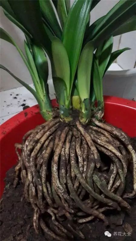 2,君子兰分株步骤