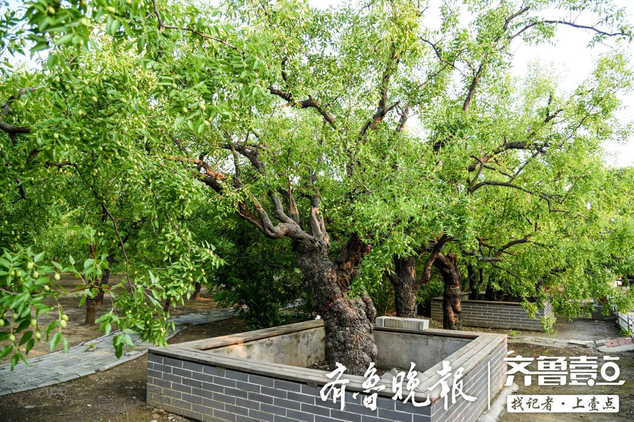 乐陵千年古枣树采摘权将在枣博会期间进行拍卖企业个人均可竞拍