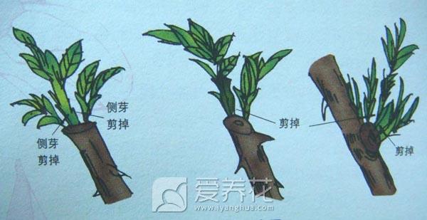 爱养花家养花卉如何剪枝细数修剪整形的方法和技巧第五期