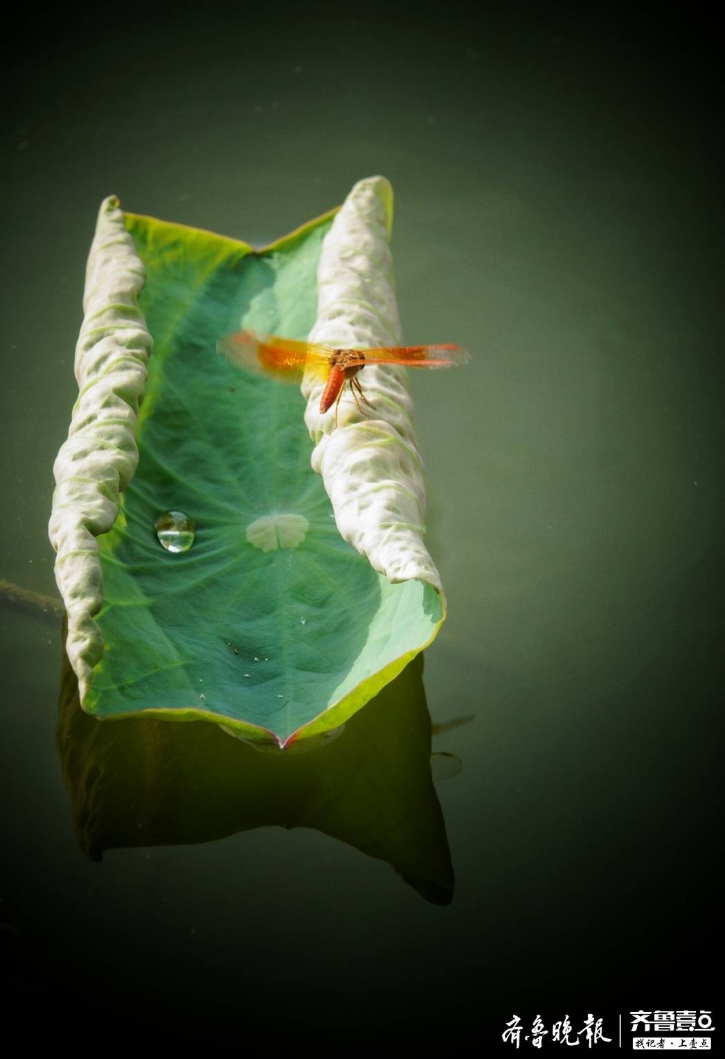 阳光下一只小蜻蜓飞到荷叶上休息