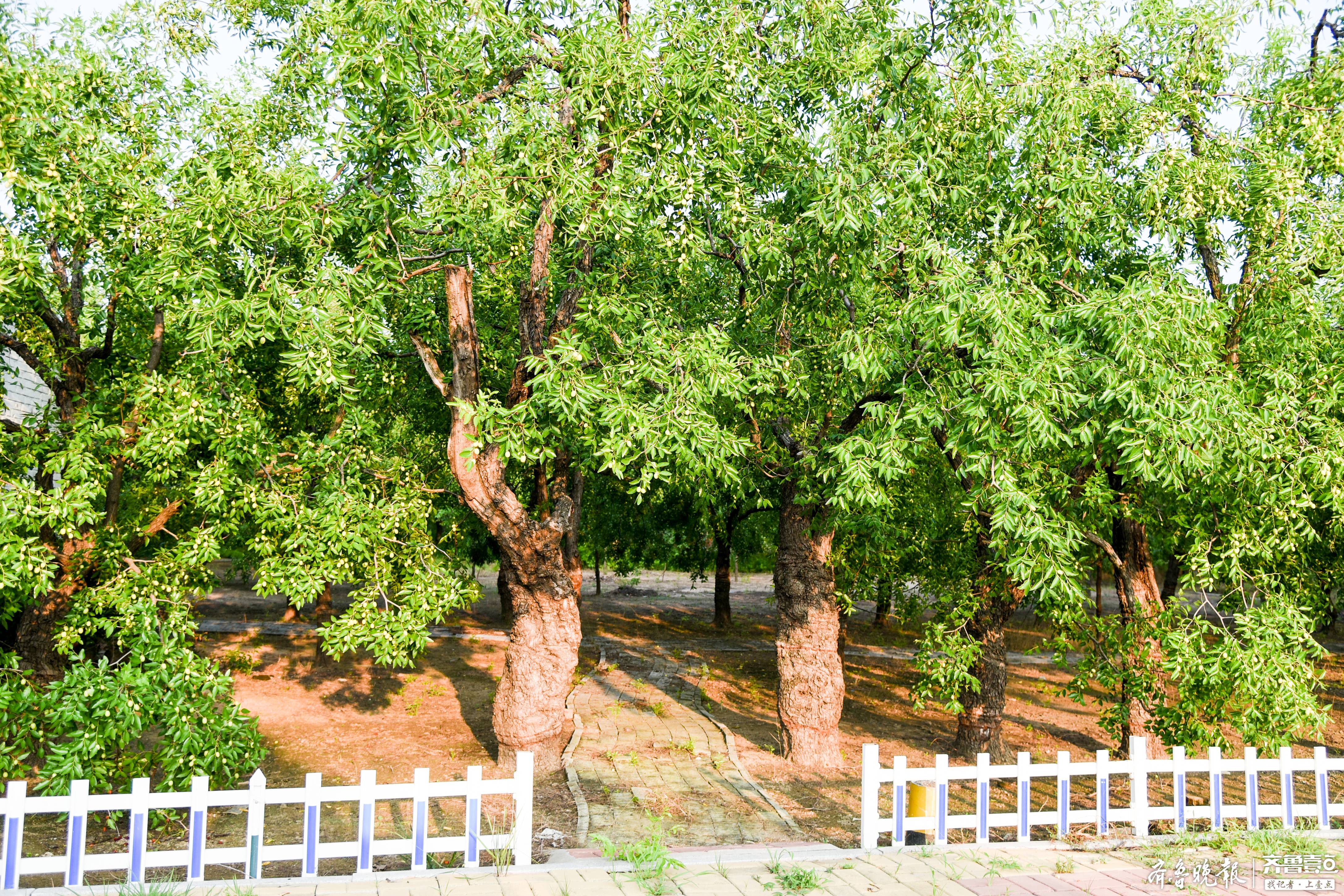 乐陵千年古枣树采摘权拍卖认筹开启