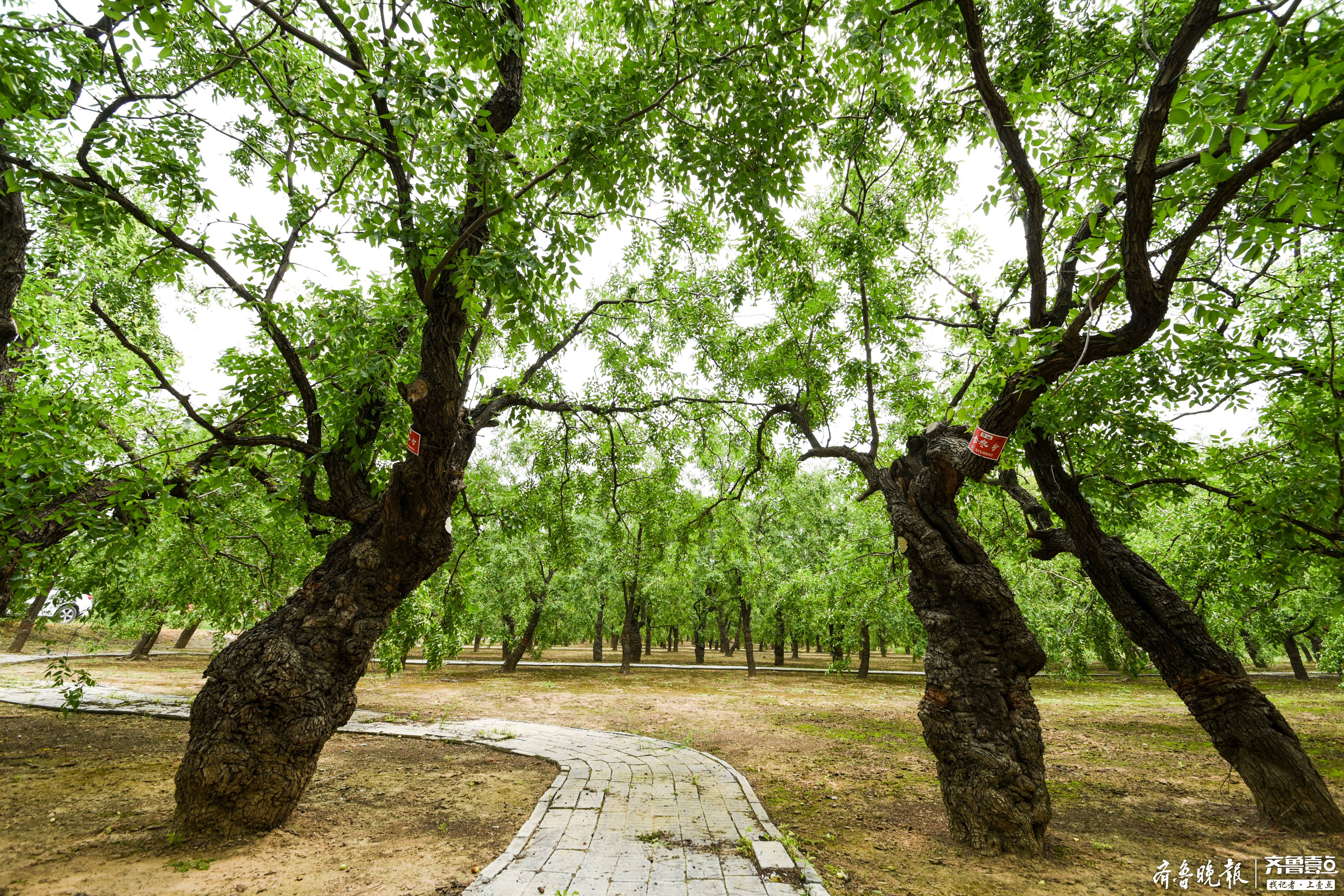 据悉,金丝小枣之乡乐陵境内尚有500年以上古枣树14321株,是弥足珍贵的