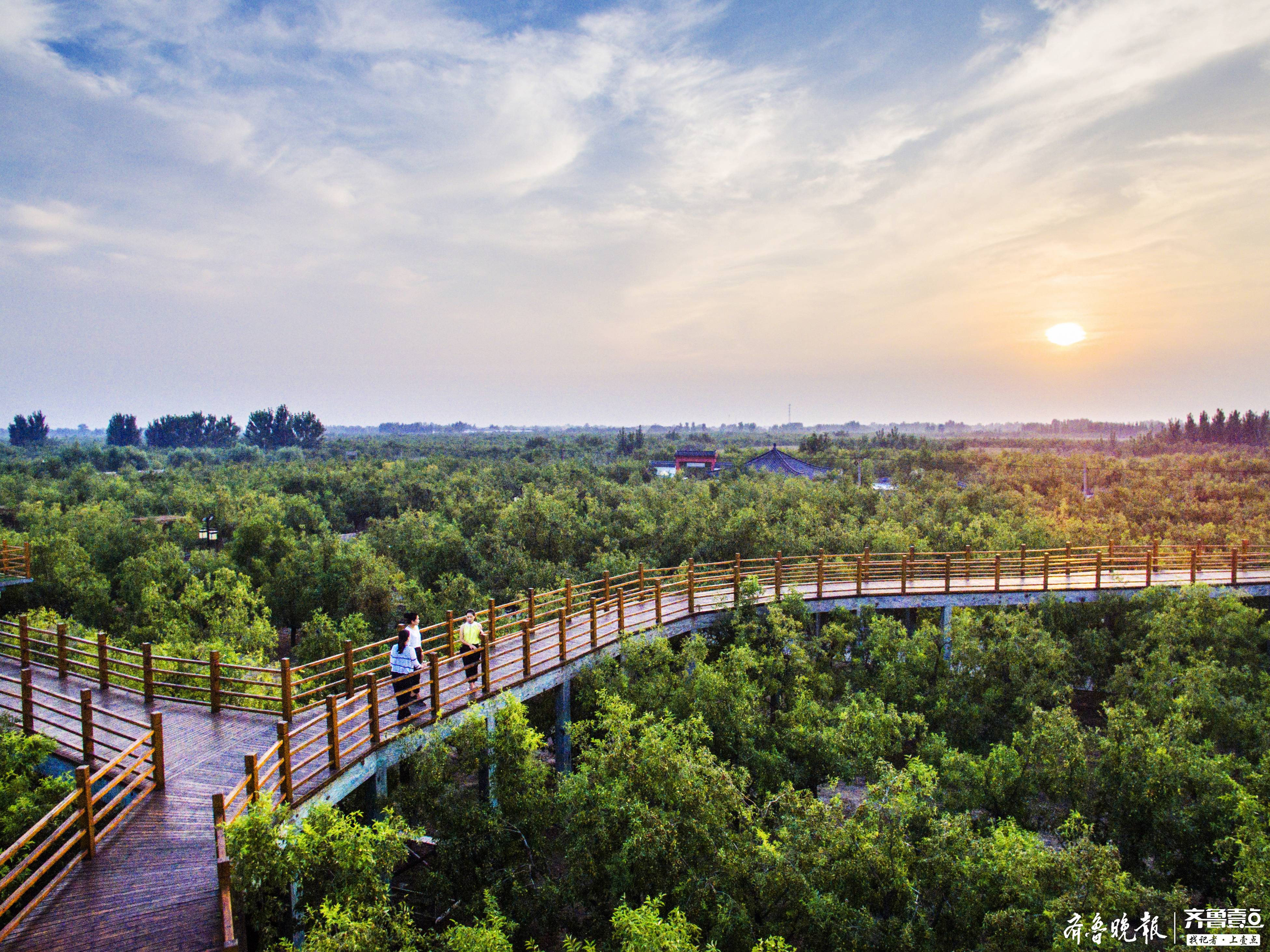 创新重塑产业辉煌乐陵小枣上演王者归来