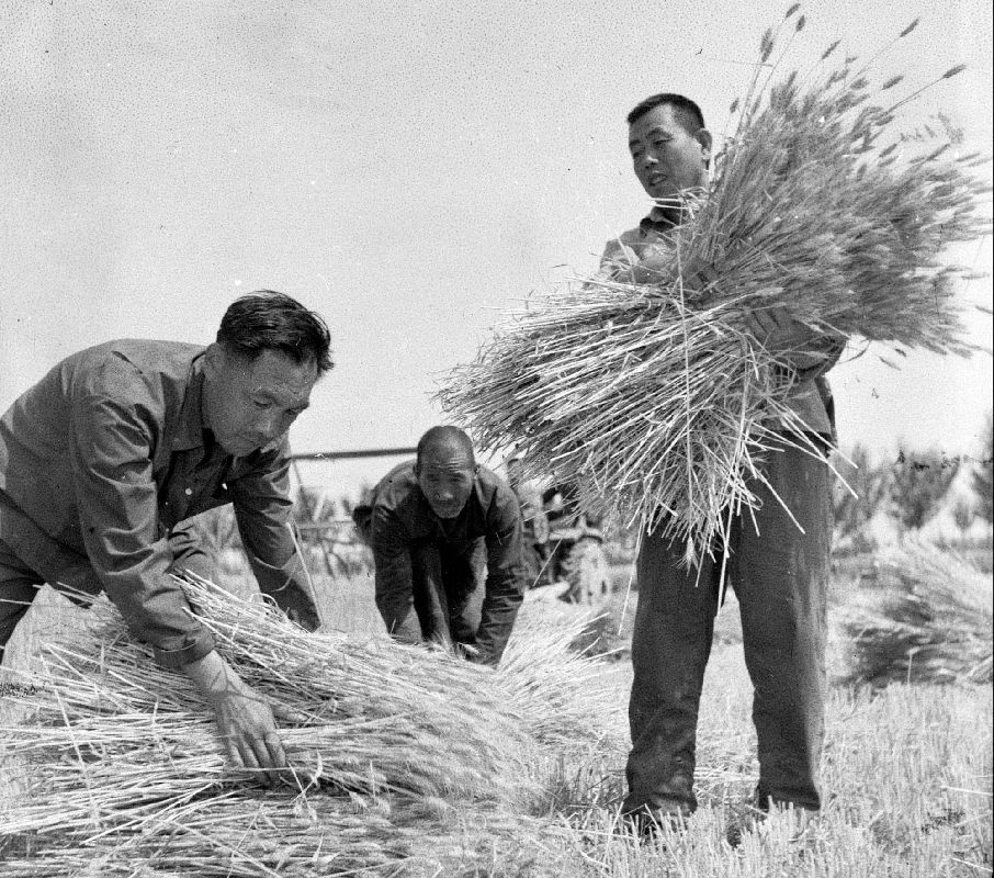 山东相册70年|老照片看鲁西村民收麦历史变迁:镰刀变成收割机