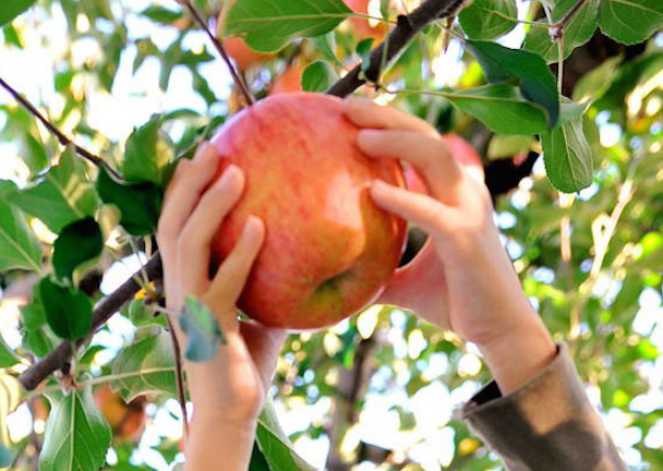 忽然发现济南大街小巷水果店一家接着一