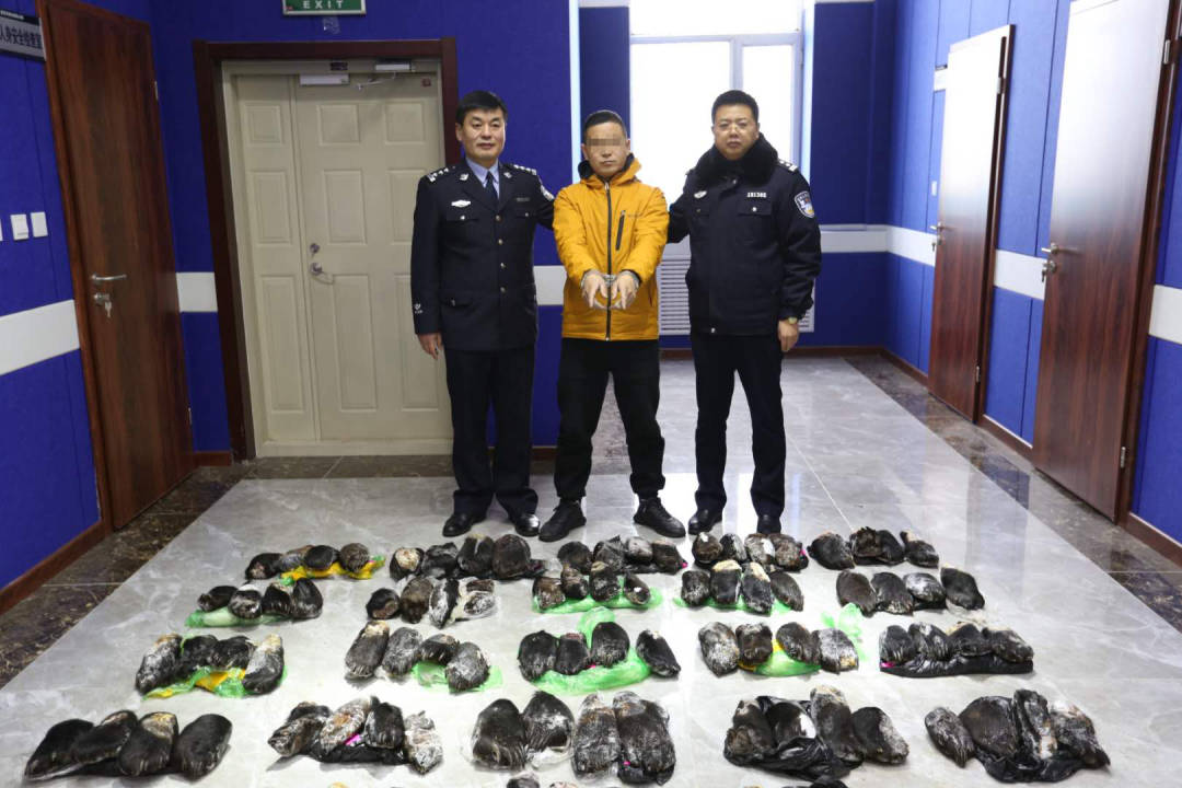 痛心!警方查获走私野生熊掌,鹿茸,熊胆,羚羊角等,案值近千万