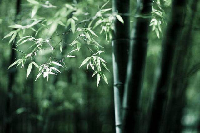 做人当为君子君子亦如竹