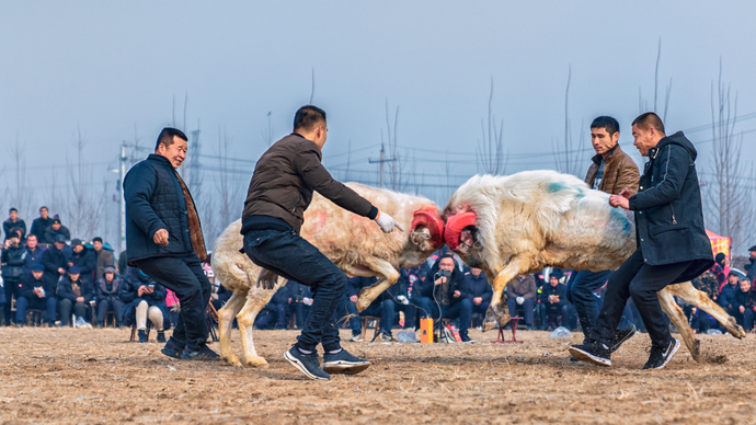 热闹！鲁西南民间传统活动——梁山斗羊