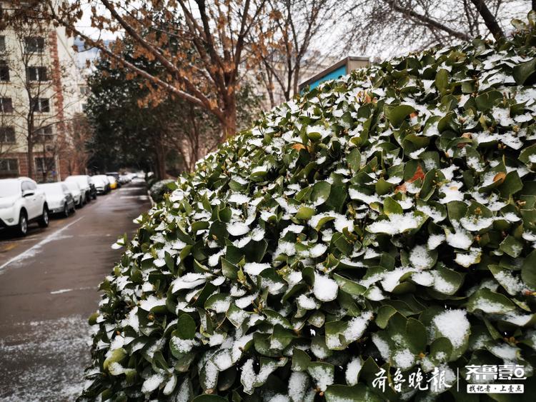 济南下雪啦地上已经积起一层薄薄的雪