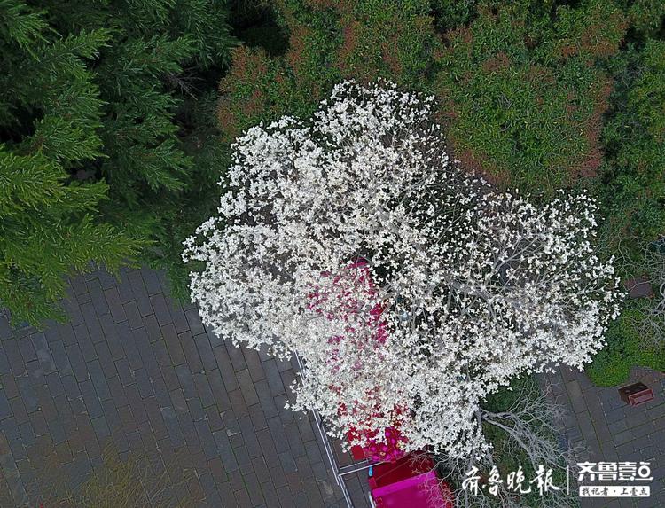 春雨中的趵突泉航拍，玉兰垂柳美爆待人赏