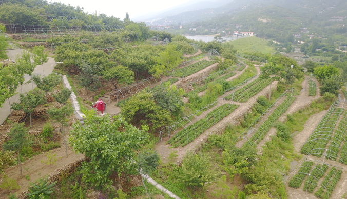 壹直播·惊蛰春耕忙｜茶叶返青！来看看泰安沁园春泰山茶种植基地