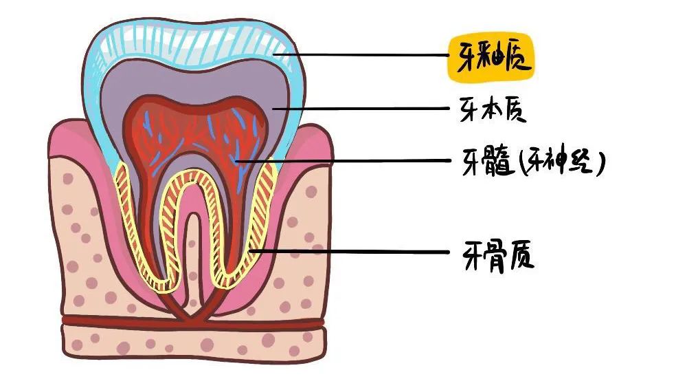 90% 国人知道牙齿外面有一层保护层叫牙釉质,但是牙釉质的作用是什么