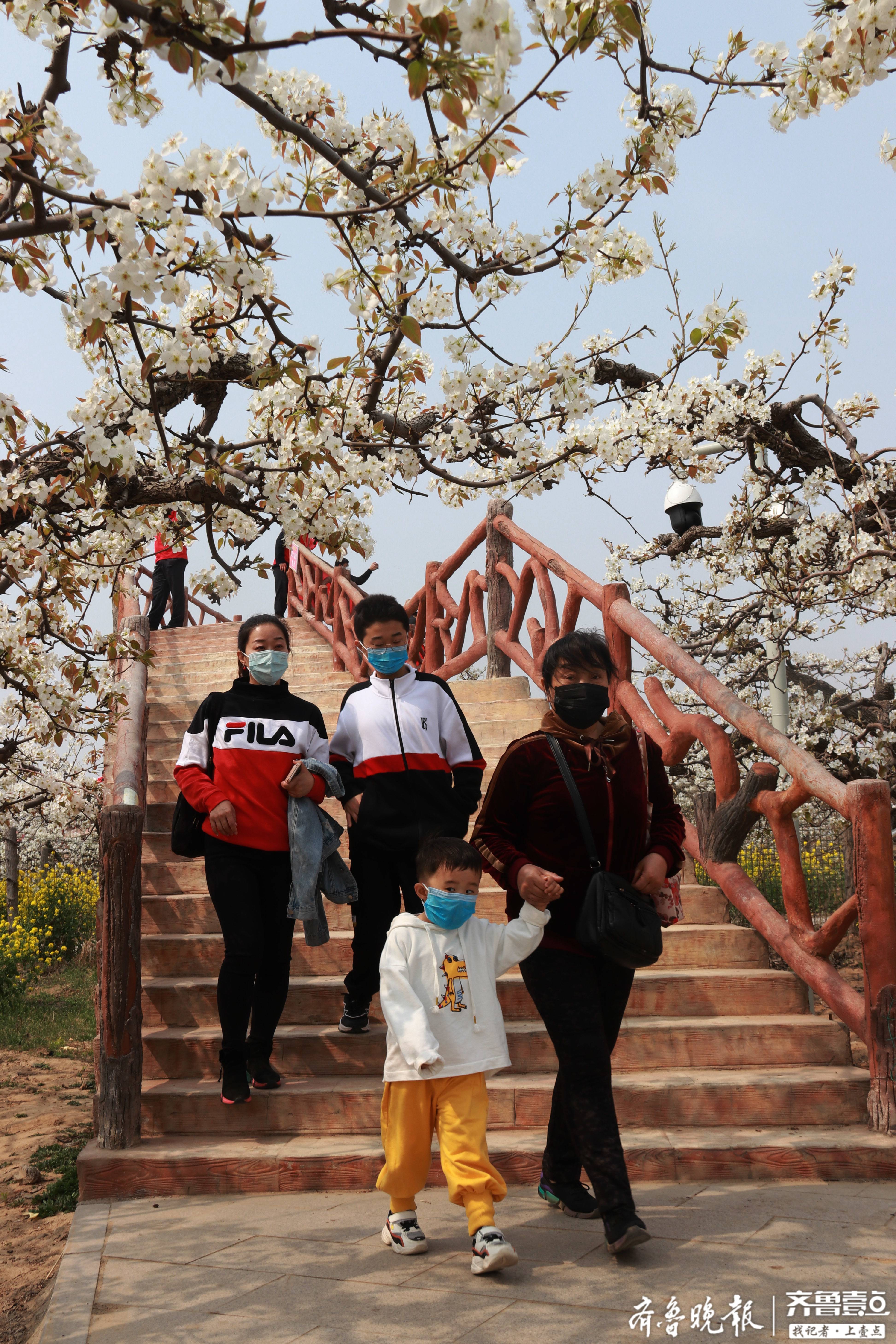 聊城冠县万亩梨花齐绽放,铺满田野(组图)