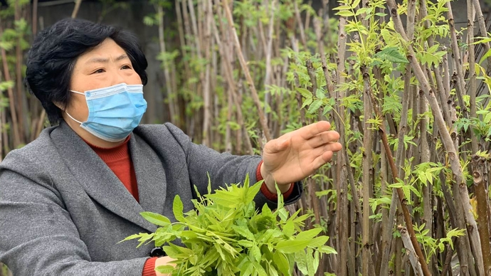 壹直播|村干部直播带货！泰安邱家店香椿8.8元一斤，不要错过