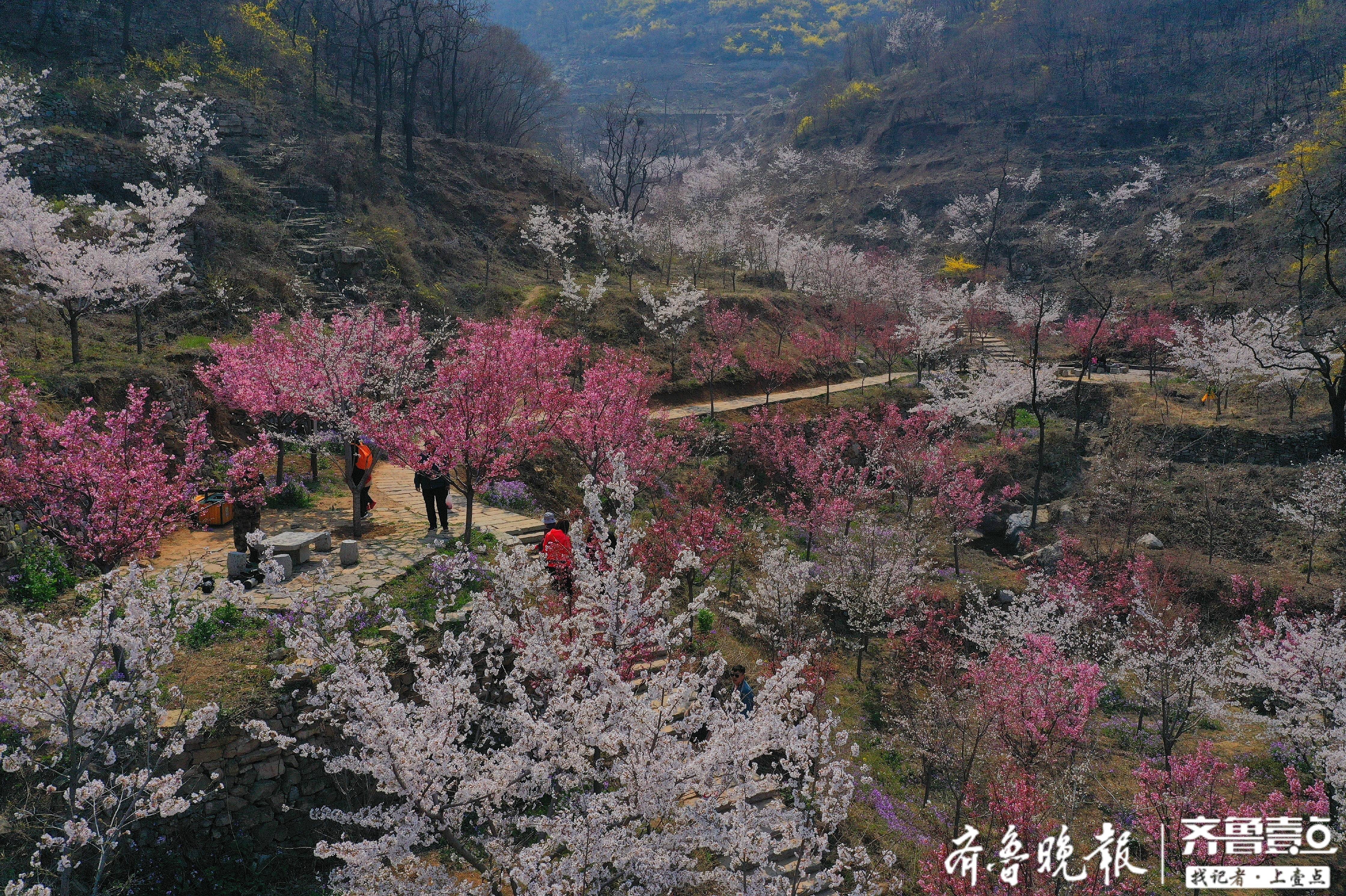 美到極致在淄博賞櫻花就去這個地方別說沒告訴你