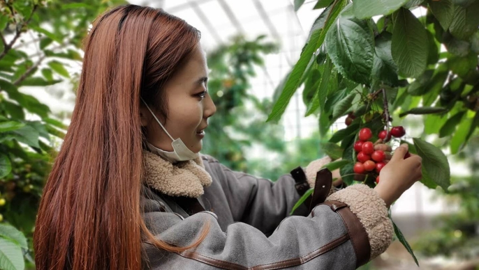 壹直播 | 泰安乡村干部带货！王林坡村樱桃熟了，快来抢购吧
