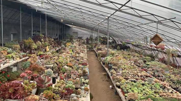 壹直播|第一书记现场带货，魏家庄多肉大棚萌翻你没商量