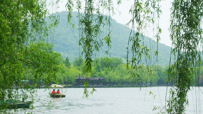 轻轻杨柳风悠悠桃花水水恋百合