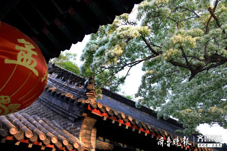 邹城孟府两棵网红流苏花开如雪