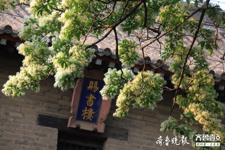 邹城孟府两棵网红流苏花开如雪