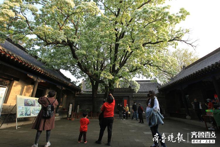 邹城孟府两棵网红流苏花开如雪