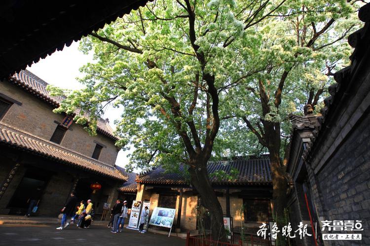 邹城孟府两棵网红流苏花开如雪