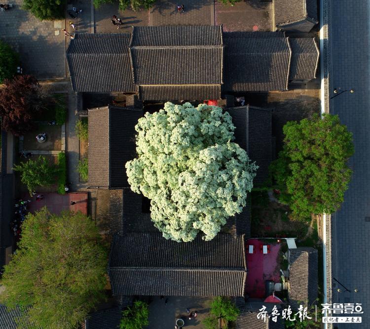 邹城孟府两棵网红流苏花开如雪