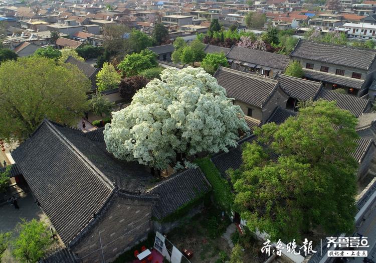 邹城孟府两棵网红流苏花开如雪