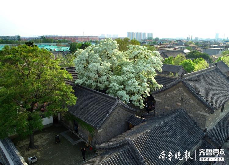 邹城孟府两棵网红流苏花开如雪