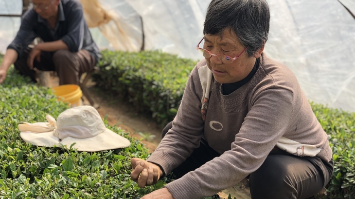 壹直播 | 村干部带货，泰山脚下刘家庄，记者带您采茶、品茶