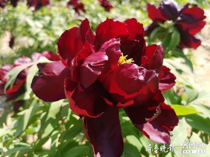 周末来济南植物园看花王吧 一个花朵三十几公分大 海报新闻