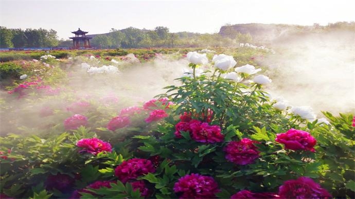 壹直播|赏花好去处,云看东阿艾山万亩牡丹园-齐鲁晚报直播-齐鲁晚报网